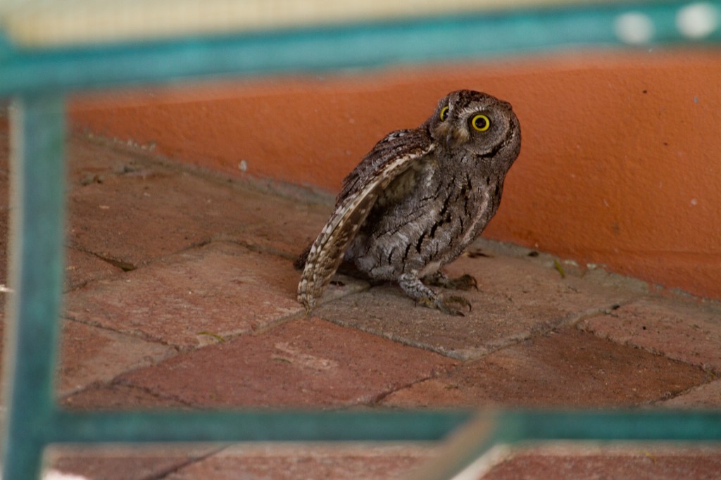 African Scops Owl